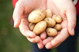 handful of potatoes